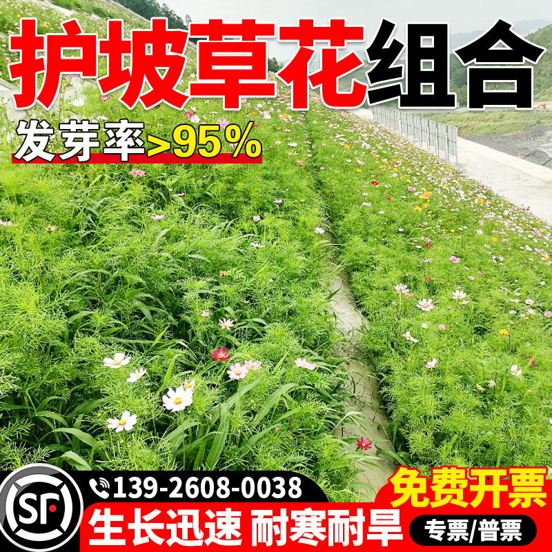 护坡复绿生态修复草花种子
