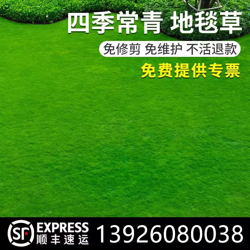 地毯草坪籽四季长青矮生免