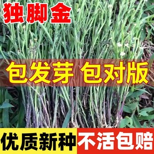 独脚金种子籽疳积野生草种籽独脚疳黄花草清米虫阳台庭院四季播种