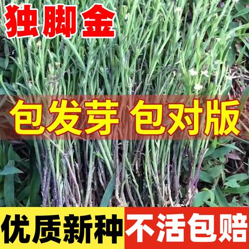 独脚金种子籽疳积野生草黄