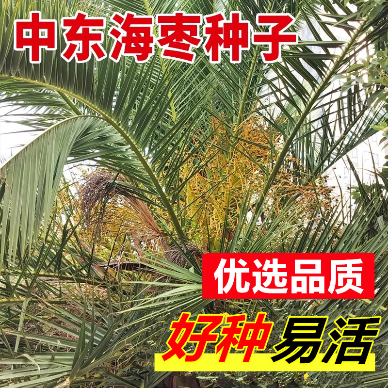 中东阿联酋Iraq椰枣种子