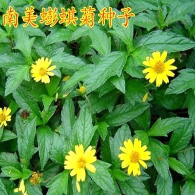 南美蟛蜞菊种子黄花墨菜龙