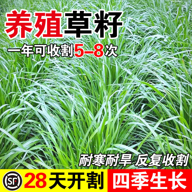 养殖草籽四季常青多年生黑麦草种子四季常青鸡鸭鹅猪牛羊鱼草种籽,鲜花速递/花卉仿真/绿植园艺,家庭园艺种子,淘宝优惠券,粉丝福利购,淘宝优惠卷