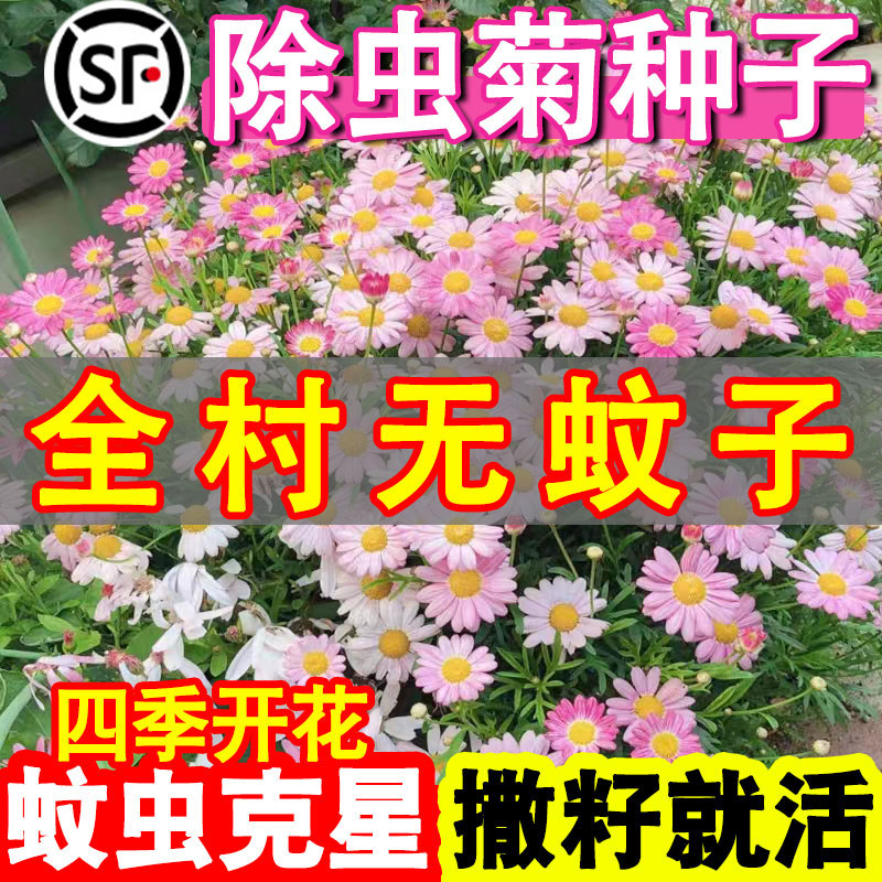 除虫菊种籽子适合室外种植四季开花卉驱蚊草植物庭院易活花籽盆栽