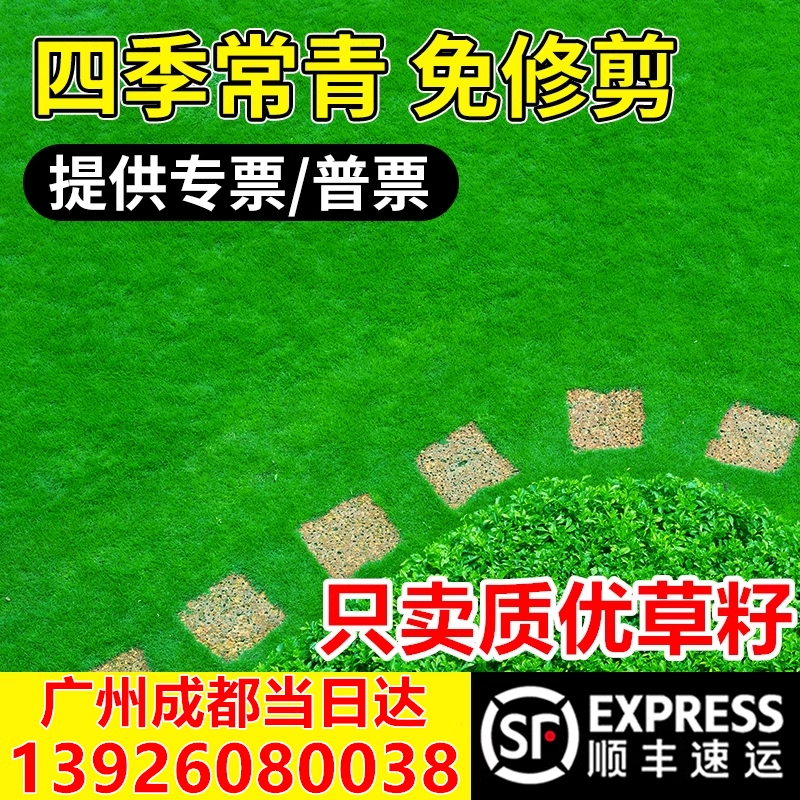 草坪籽矮生四季常青绿化护