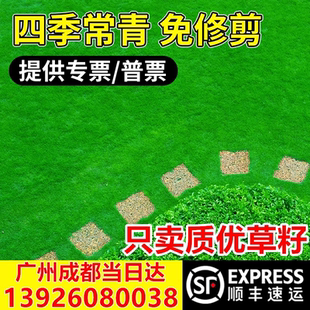 草坪草籽矮生四季常青绿化护坡狗牙根百慕大高羊茅黑麦草草皮种籽