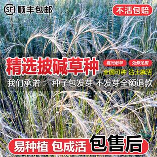 披碱草种子孑碱茅抗风沙抗寒旱耐盐碱草籽耐寒多年生四季牧草种籽