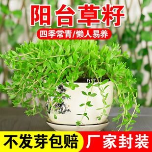 阳台草籽垂盆草花苗食用吊篮佛甲草种子四季常绿盆栽绿植