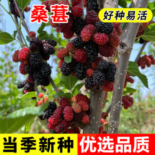 桑树种子桑葚树果四季种植易活大叶强桑弄桑高蛋白桑种籽可做饲料