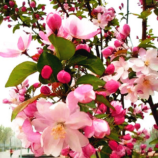 当年新采八棱海棠树种子怀来海棠苹果树嫁接砧木多年生观赏树种子