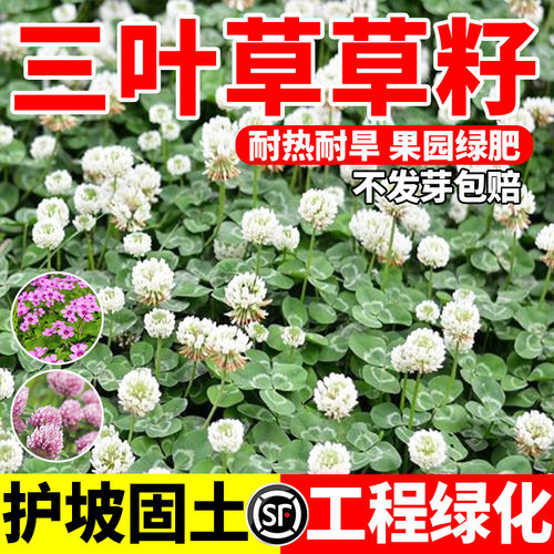 三叶草种子四季常青公园绿化