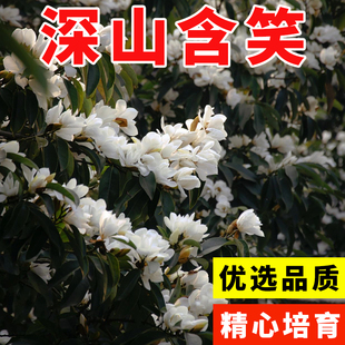 乐昌含笑种子红花含笑树种籽   深山含笑种子又名含笑花种子