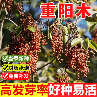 重阳木种子四季种植易活庭院景观绿化多年生净秋枫种籽重阳树大苗
