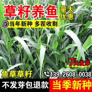 草籽养鱼四季高产多年生草籽猪牛羊鱼草耐寒耐旱高蛋白牧草种籽