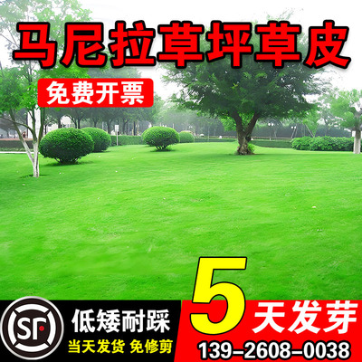 马尼拉草坪草皮耐旱免修剪