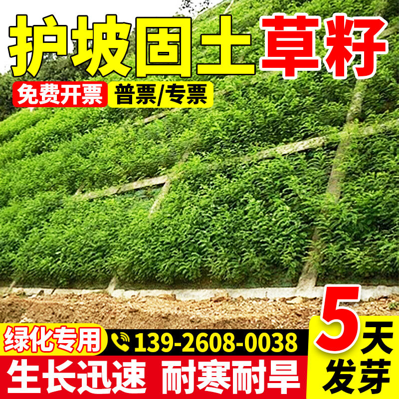 护坡固土草坪草籽四季常青免修剪耐践踏民宿小区草坪草籽