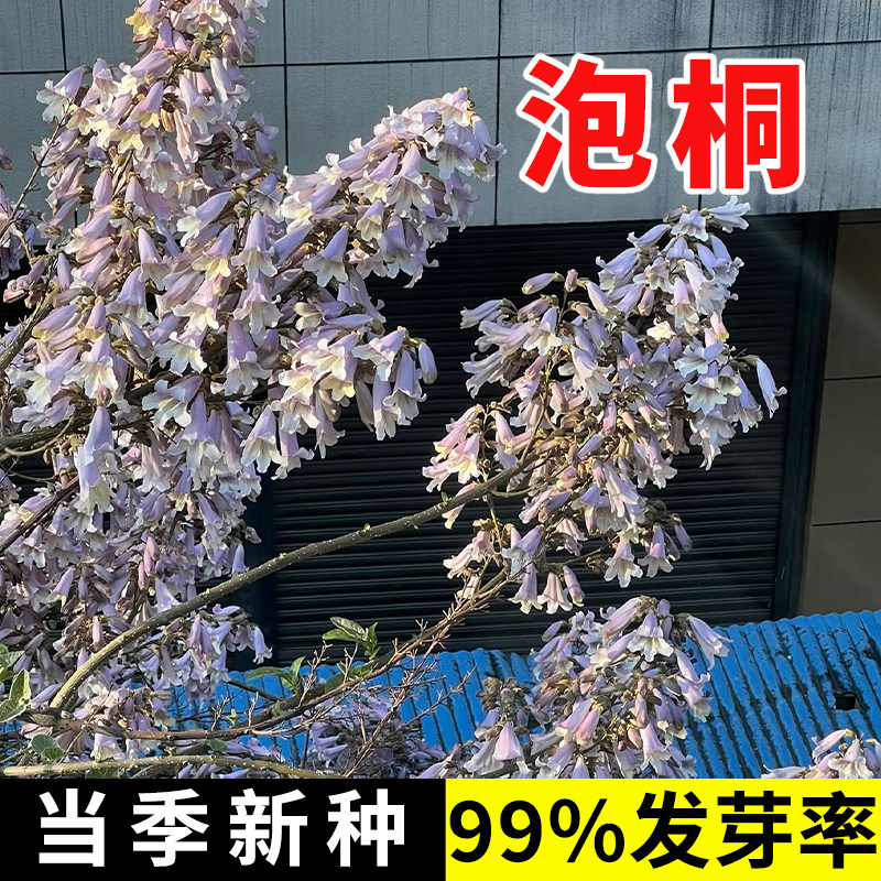 优质泡桐种子 白花泡桐 大果泡桐 空桐木 水桐 桐木树 紫花树毛图片