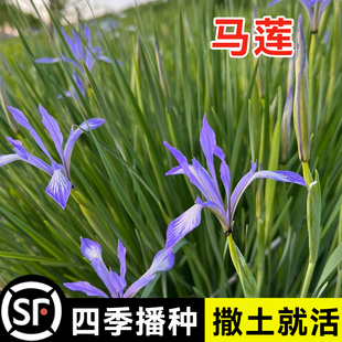 马莲花种子四季播种马兰花种籽子庭院耐旱耐寒简单易种花草种籽子