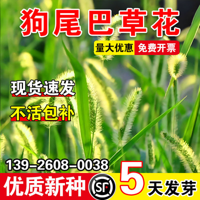 狗尾巴草花耐寒耐旱四季常青