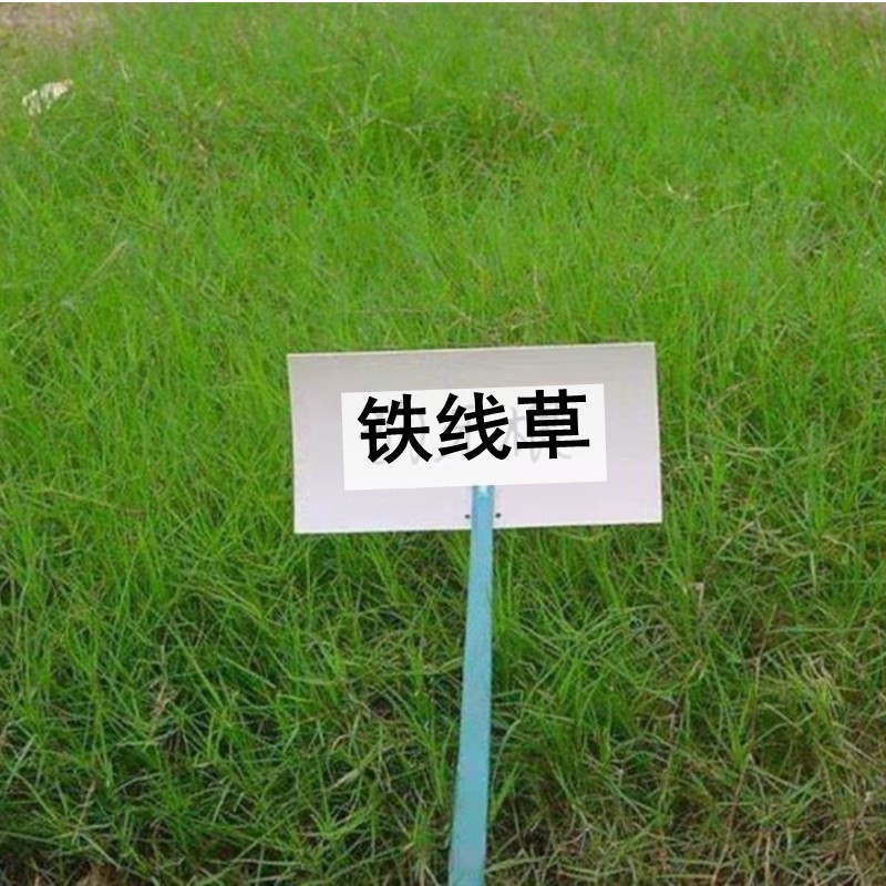 耐旱热铁线草种子四季庭院