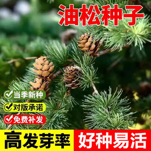 油松种子林木树种松树种子短叶松短叶马尾松红皮松东北黑松