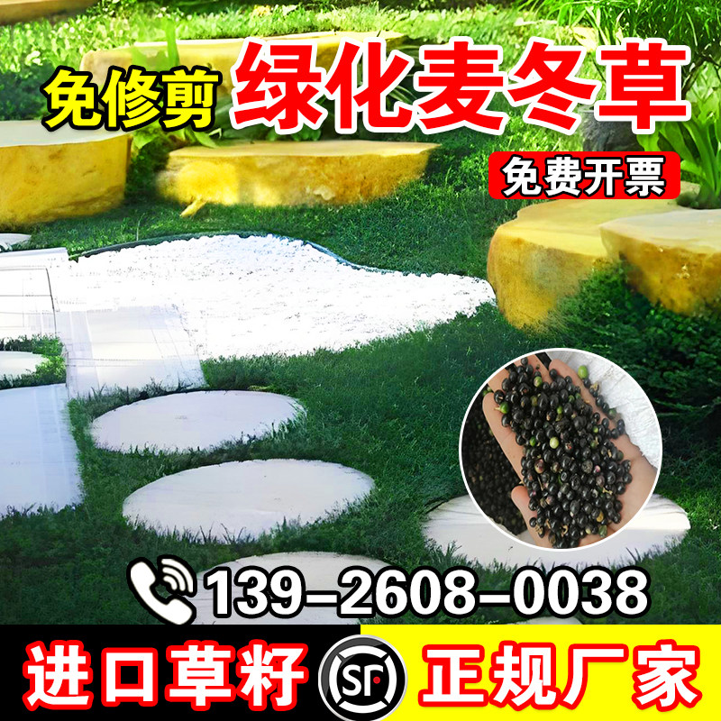 绿化麦冬草玉龙草日本矮麦冬草种籽细叶麦冬庭院绿化种子