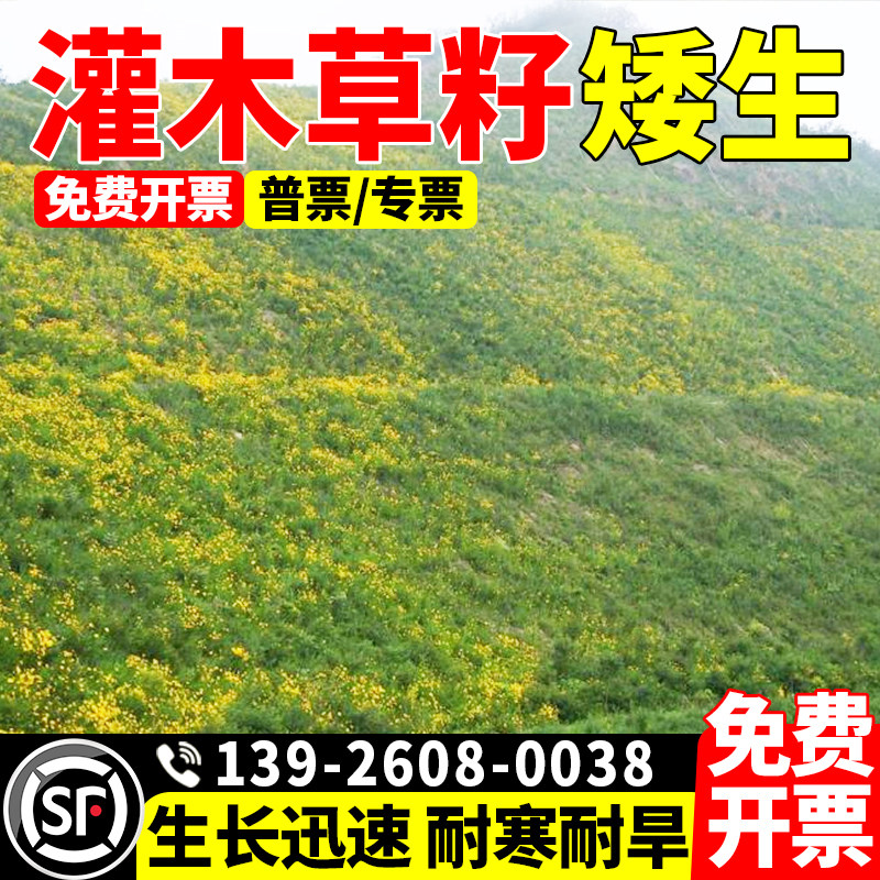 灌木草籽草坪狗牙根耐旱矿山复绿草种子固土护坡常绿灌木种籽