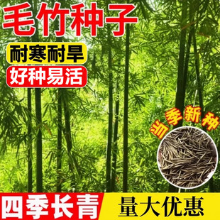 毛竹种籽观赏北方矮竹子苗庭院黄金紫竹新种易活耐寒大型毛竹种子
