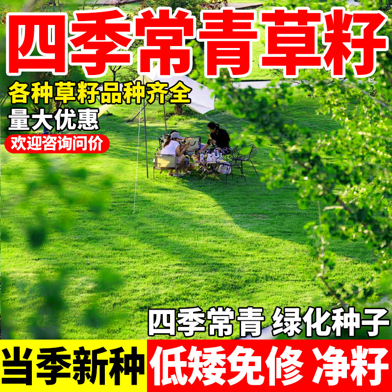 四季常青草籽耐寒耐旱公园庭院小区绿化护坡耐践踏种子植物包邮