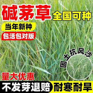 碱茅草种籽四季多年生护坡固土草籽抗风沙耐旱耐盐耐碱披碱草种子