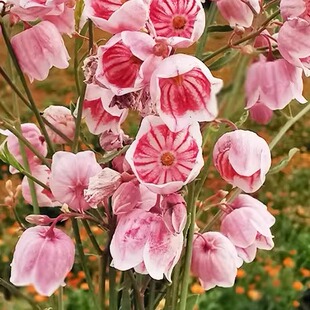 大花罗布麻种子100粒大叶白野麻种籽观花泡茶中药阳台盆栽春秋播