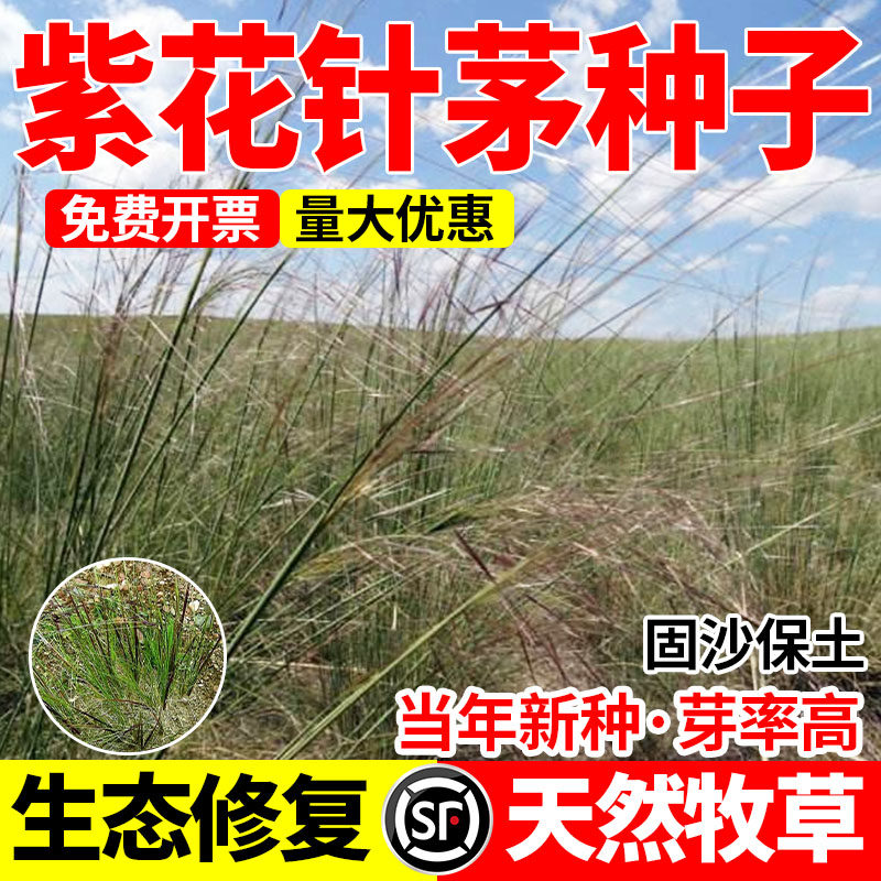 紫花针茅种子多年生护坡固沙草籽耐寒耐旱荒山高原绿化种籽包邮