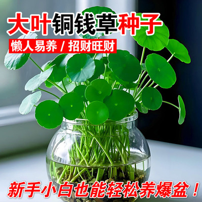 大叶铜钱草种子四季播种