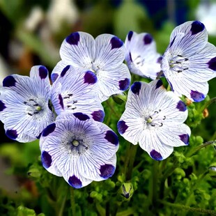 斑花喜林草种子五个点粉蝶花婴儿的眼泪琉璃唐草三色幌菊盆栽种籽