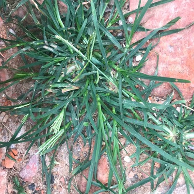 牧草种子巴根牛筋野中药老