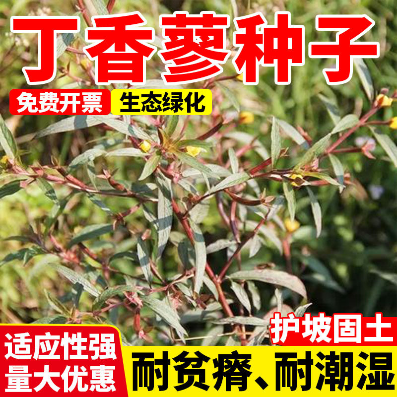 丁香蓼种子水丁香喇叭草庭院田园四季播种湿地绿植种籽绿化包邮