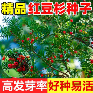红豆杉种子沙藏2年正宗中国南方东北红豆杉曼地亚种子籽红豆杉树