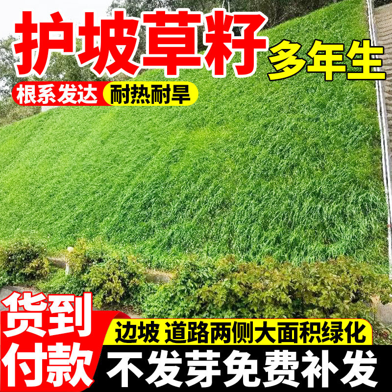 护坡草籽四季常青免修剪耐践踏民宿植物种子多年生绿化植物包邮