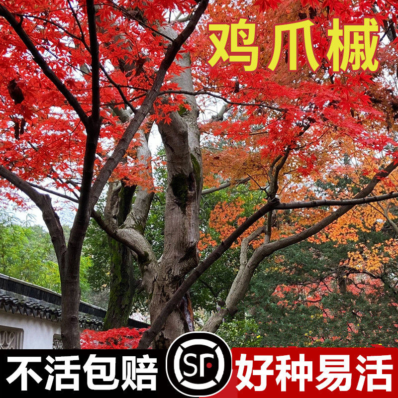 鸡爪槭种子籽原生小叶鸡爪枫树苗林木庭院风景树四季常青苗木绿化
