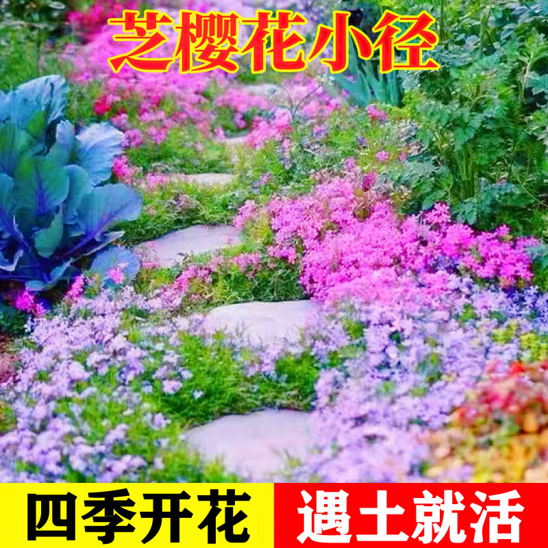 低矮芝樱花种籽子四季播开