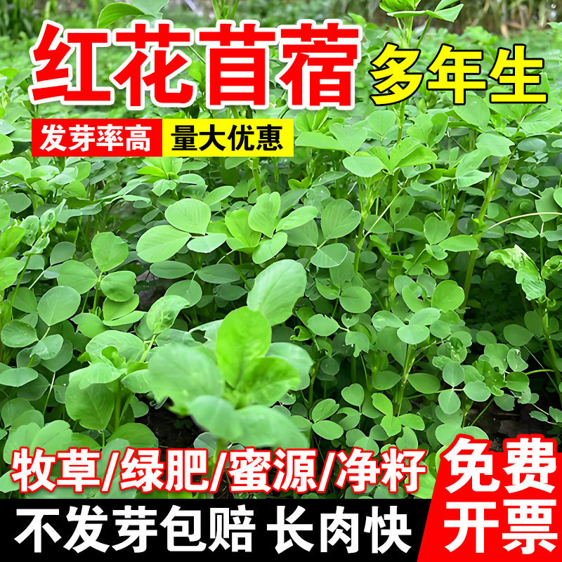红花苜蓿四季免鱼草籽种植牧草种子孑护坡食用植物多年生高产