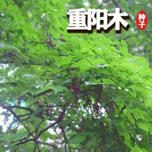 重阳木树种子秋风树多年生庭院小区别墅公园行道树观赏树工程绿化