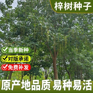 新采梓树种子林木花楸水桐河楸臭梧桐种子楸树种籽庭院园林绿化