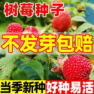 树莓种子野草莓覆盆子种子野生果蓬空肚莓泡托根树莓刺泡果药材籽