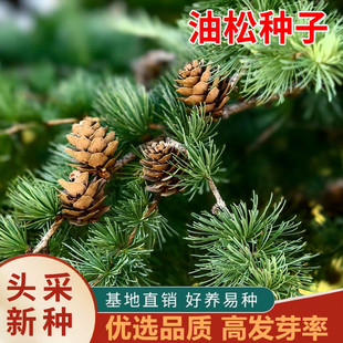 油松种子林木树种松树种子短叶松短叶马尾松红皮松东北黑松