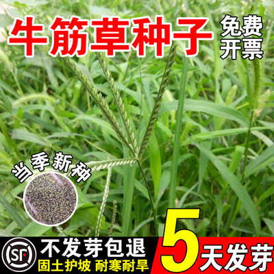 牛筋草种子水土保持生态修复