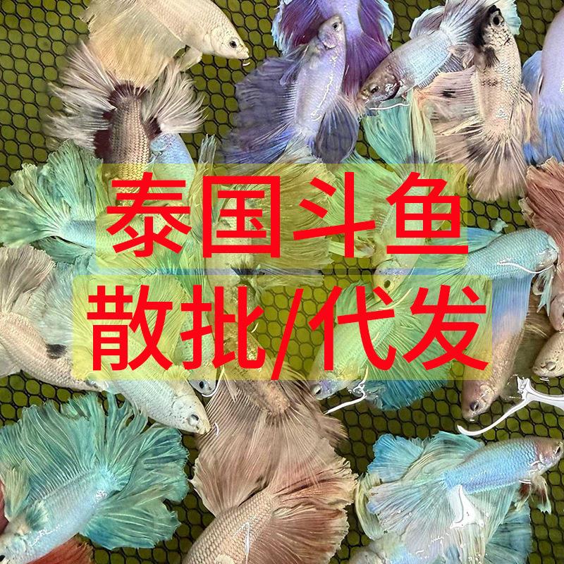 现货特殊尾泰国斗鱼精品半月混色狮王马尾将军摆摊