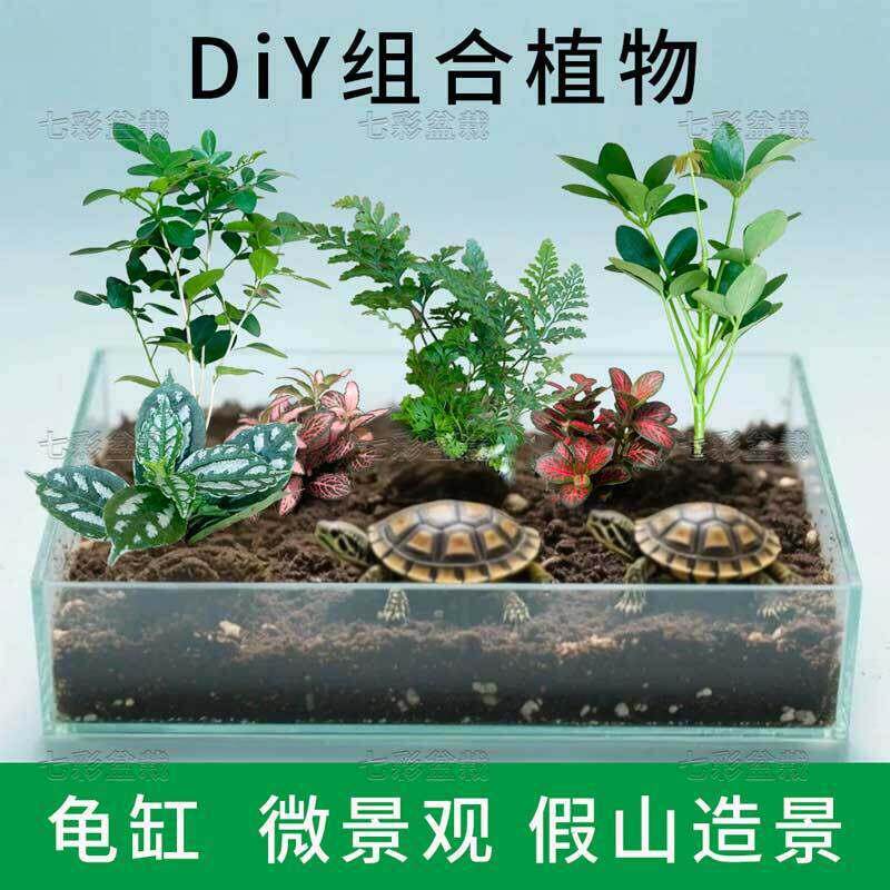 微景观植物diy材料造景植物水陆缸生态雨林缸网纹草迷你植物