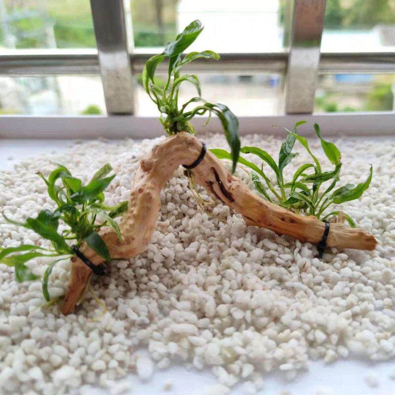 水草植物鱼缸真草造景生态全套摆件养鱼氧铺底阴性水培净化绿植