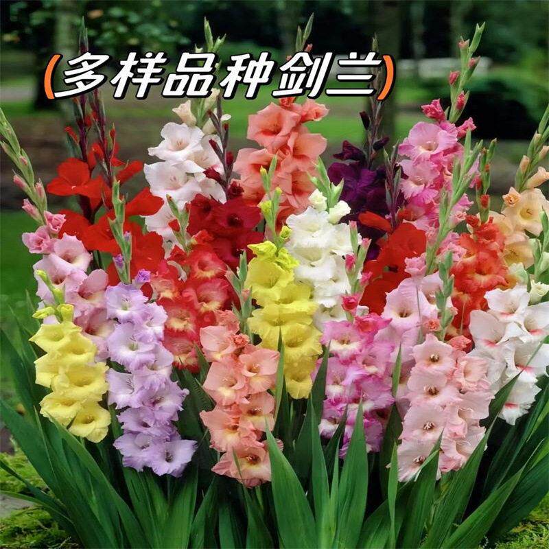 四季唐菖蒲剑兰种球庭院阳台花卉盆栽耐寒耐热花植物易活开花耐阴